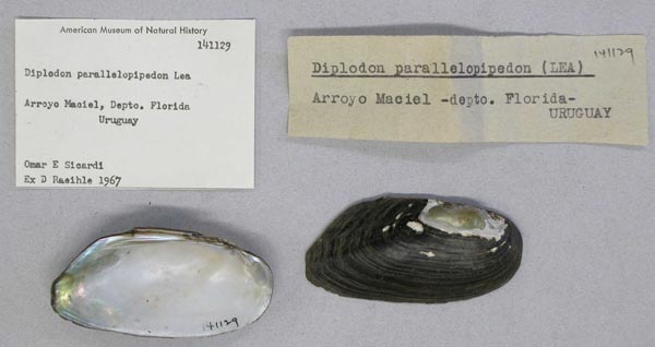 image of lot AMNH_141129 image of lot AMNH_141129