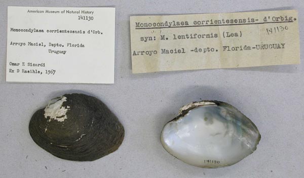 specimen