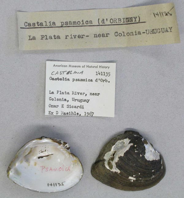 specimen