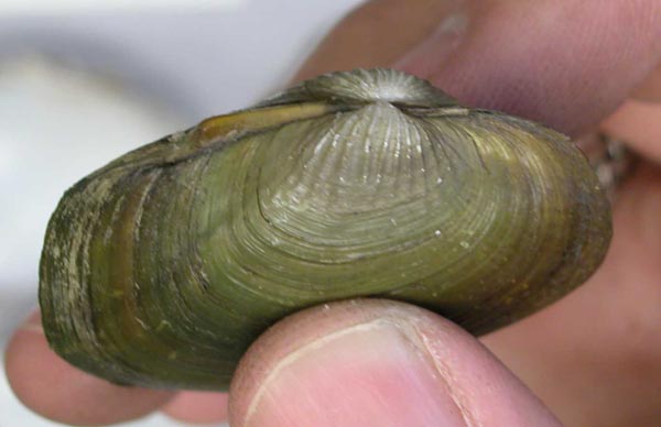 specimen