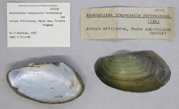 specimen
