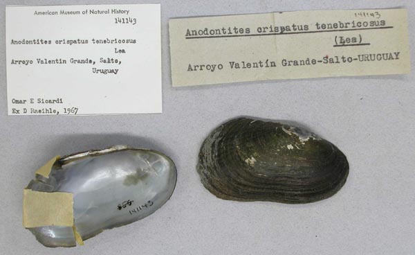 specimen