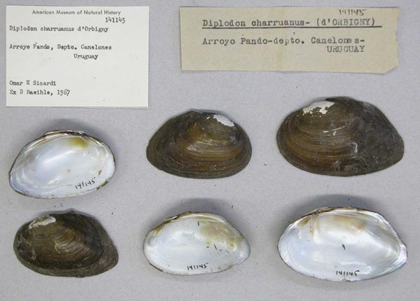 specimen