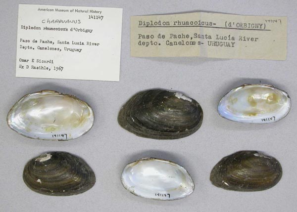 specimen