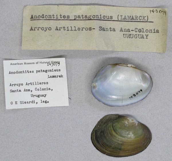 specimen