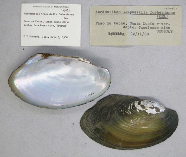 specimen
