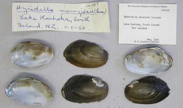 specimen