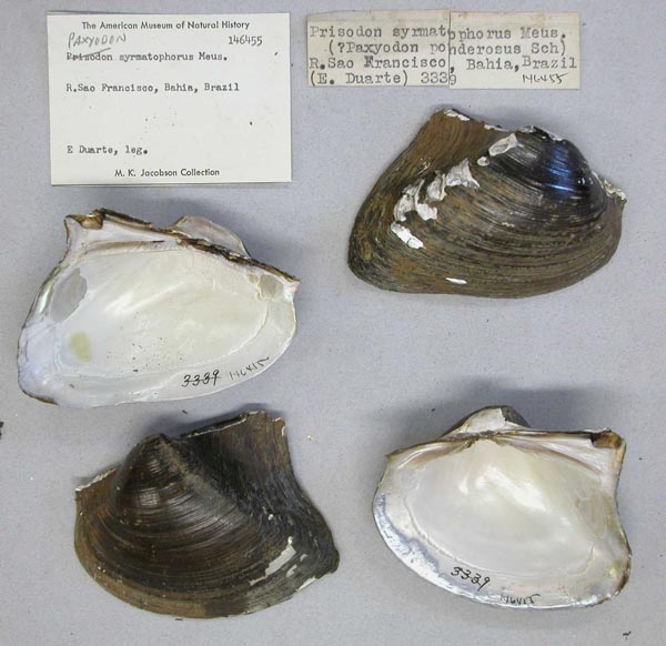 specimen