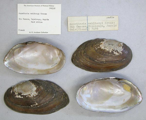 image of lot AMNH_146516 image of lot AMNH_146516