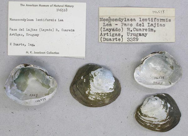 specimen