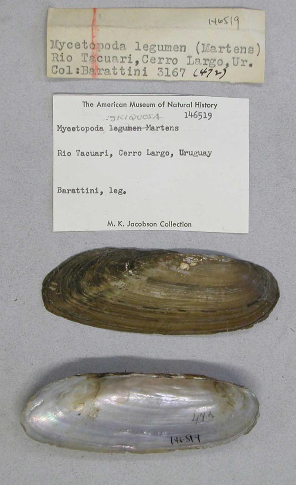 specimen