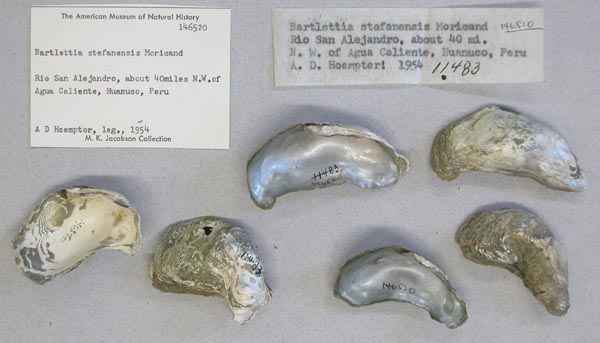 specimen