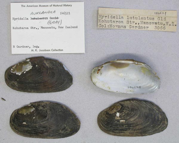 specimen