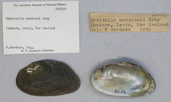 specimen