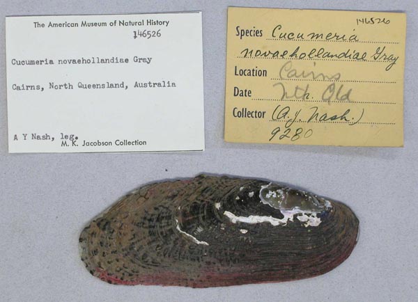 specimen