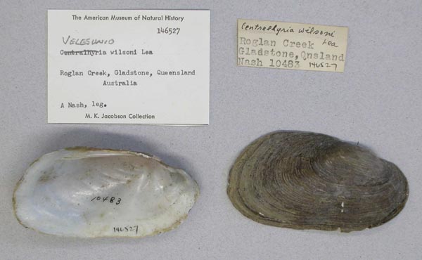 specimen