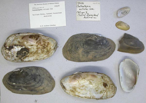specimen