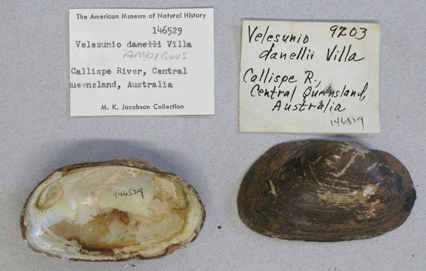 specimen