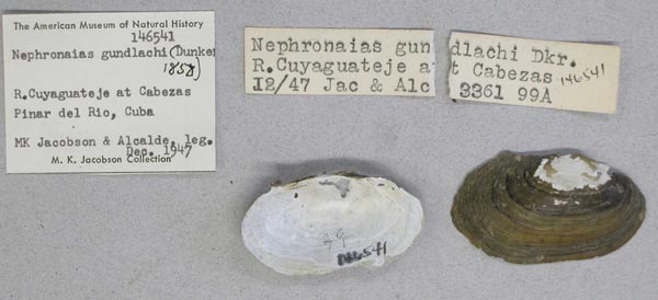 specimen