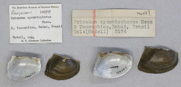 specimen