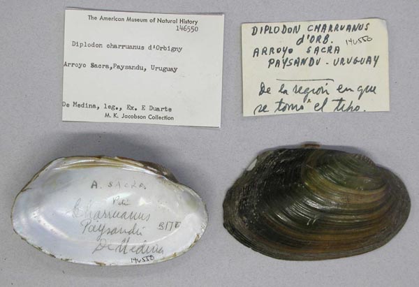 image of lot AMNH_146550 image of lot AMNH_146550