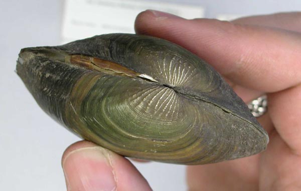 image of lot AMNH_146550 image of lot AMNH_146550