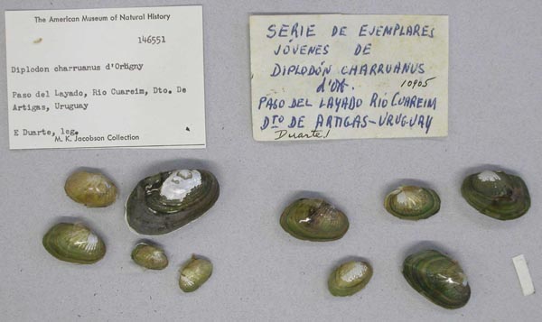 image of lot AMNH_146551 image of lot AMNH_146551