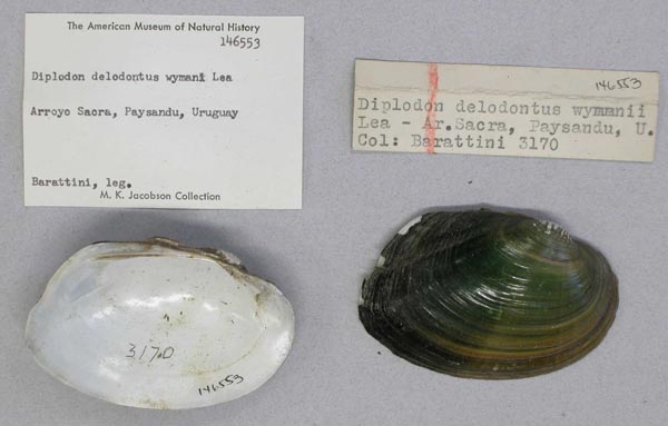 specimen