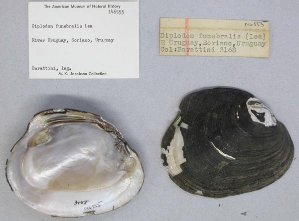 image of lot AMNH_146555 image of lot AMNH_146555