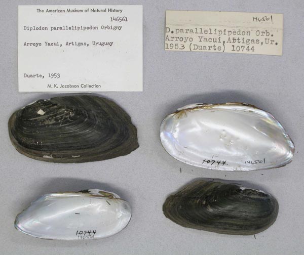 specimen