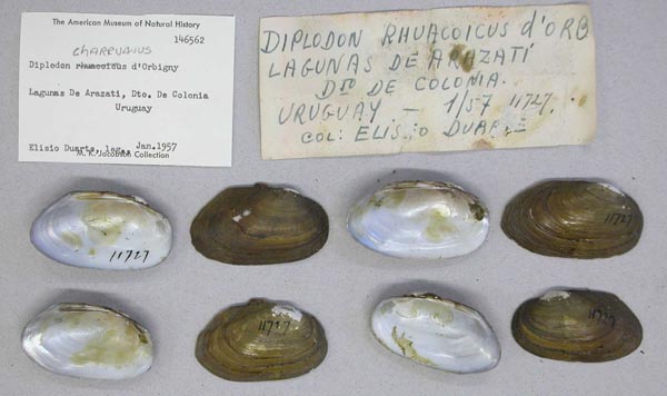 specimen