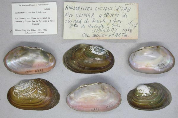 specimen