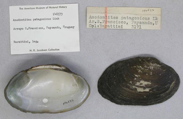 specimen
