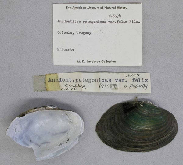 specimen