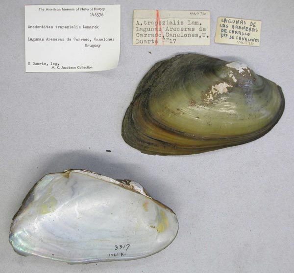 specimen