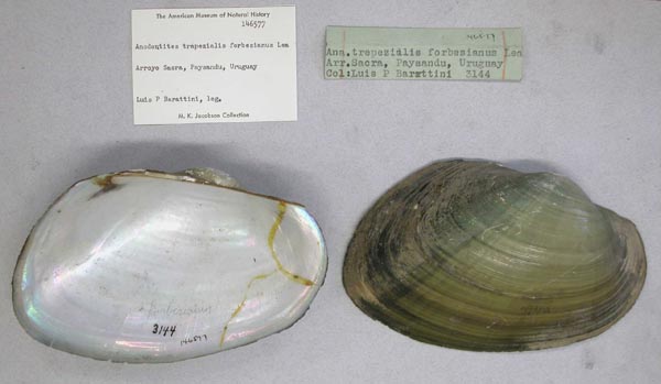 specimen