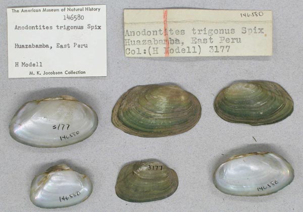 specimen