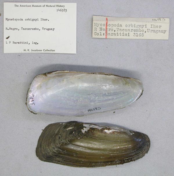 specimen
