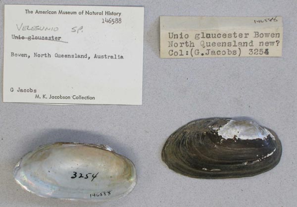 specimen