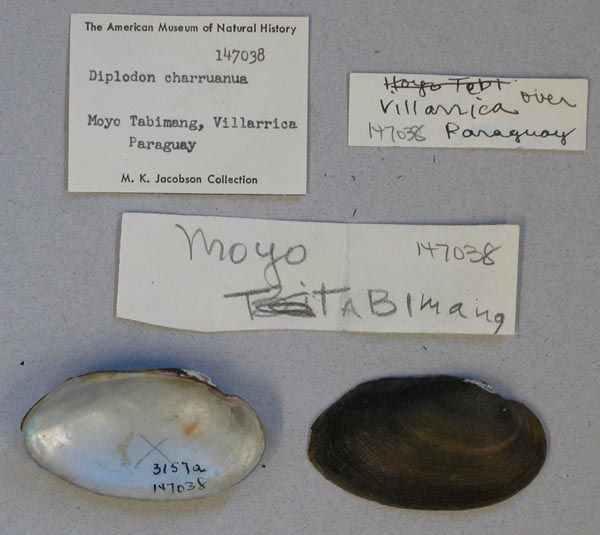 specimen