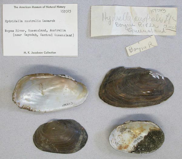 specimen