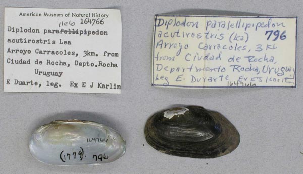 specimen