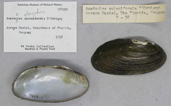 specimen