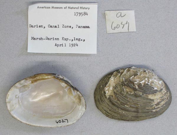 specimen