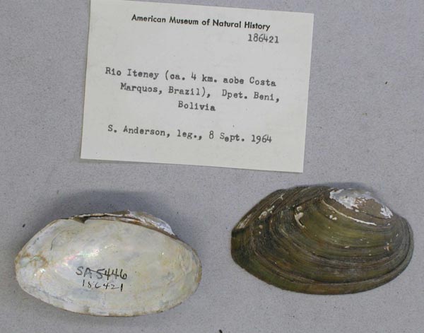 specimen