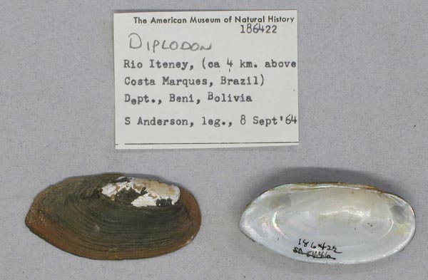 specimen