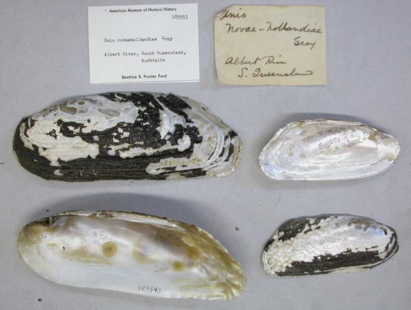 specimen