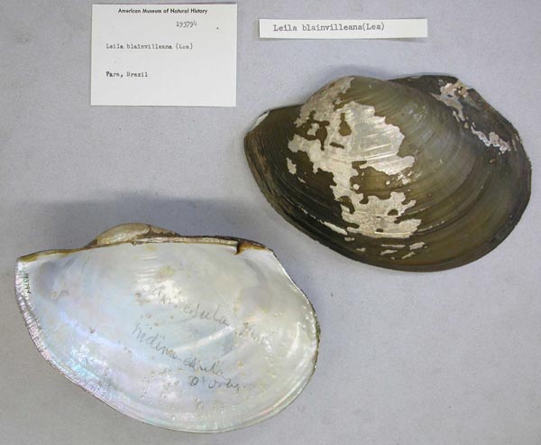 specimen