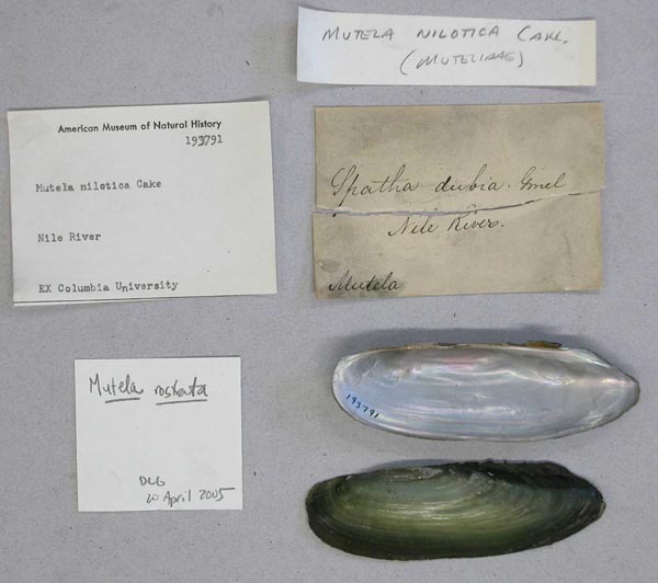 specimen