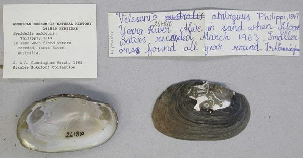 specimen